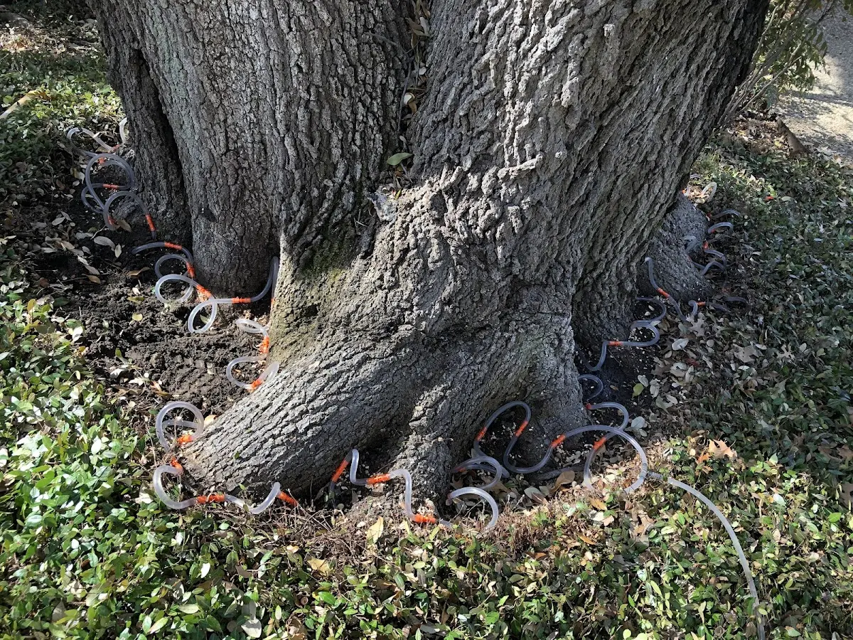 Detailed Tree Cabling and Bracing job site in Plum City