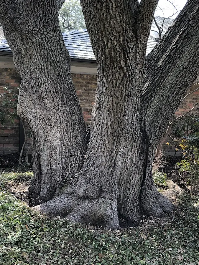 Mature heritage tree close to a Plum City property cared for by certified arborists